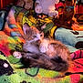 Damita joined the competition — help win amazing prizes! kitten, calico_cat, plush_toy, blanket, colorful, indoor, cute, feline, pet, animal, soft, resting, toy_dog, scooby_doo, fur, small, cozy, patterned, playful, relaxed