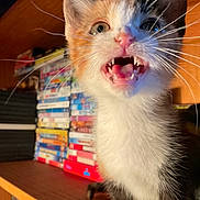 Damita is registered to the contest to win money with this photo: kitten, cat, close_up, teeth, mouth_open, whiskers, fur, indoor, wooden_shelf, dvd, stack, blurred_background, pet, animal, cute, young, feline, curious, playful, domestic