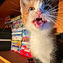 kitten, cat, close_up, teeth, mouth_open, whiskers, fur, indoor, wooden_shelf, dvd, stack, blurred_background, pet, animal, cute, young, feline, curious, playful, domestic