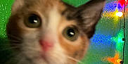 Damita joined the competition — help win amazing prizes! cat, close_up, blurry, indoor, bed, bedroom, colorful_lights, string_lights, green_wall, blue_wall, star_sticker, feline, pet, curious, whiskers, pink_nose, fur, animal, domestic, cute