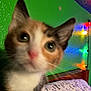 cat, close_up, blurry, indoor, bed, bedroom, colorful_lights, string_lights, green_wall, blue_wall, star_sticker, feline, pet, curious, whiskers, pink_nose, fur, animal, domestic, cute