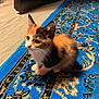 Damita is registered to the contest to win money with this photo: kitten, calico, cat, indoor, rug, blue_rug, patterned_rug, curious, small, furry, pet, animal, whiskers, paws, floor, wood_floor, cute, young, domestic_cat, feline