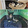 Tinto participe au concours pour gagner de l'argent avec cette photo : bed, canidae, carnivore, cat, companion_dog, felidae, furniture, kitten, nap, paw, photo_caption, rat_terrier, siberian_husky, small_to_medium_sized_cats, square, tail, whiskers