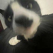 Frijol is registered to the contest to win money with this photo: cat, black_and_white, close_up, blurry, indoor, pet, whiskers, paw, animal, feline, curious, face, nose, eye, fur, domestic_animal, black, white, cute, close