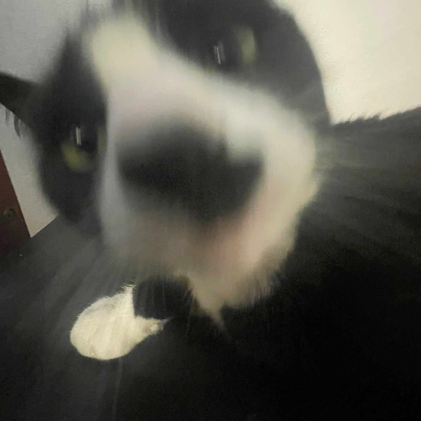 Frijol