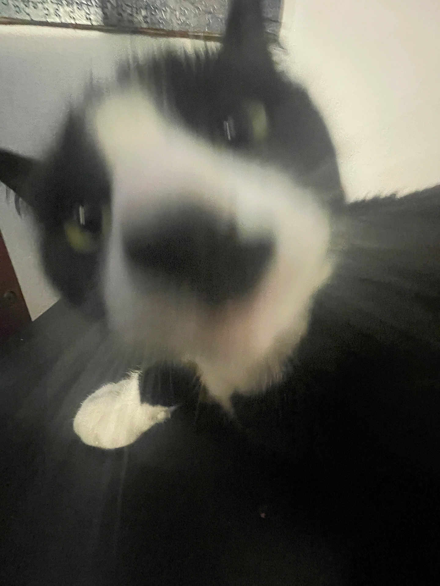 Frijol