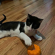 Roo is registered to the contest to win money with this photo: cat, kitten, black_and_white_cat, small_pumpkin, hardwood_floor, playing, paw, toy, indoor, pet, feline, curious, cute, collar, whiskers, ears, lying_down, wooden_floor, orange, domestic_animal
