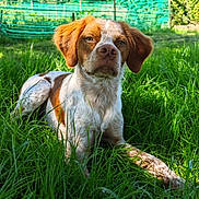 Upss a rejoint le concours — aidez-le/la à gagner de superbes lots ! dog, brown_and_white, grass, outdoor, pet, canine, animal, nature, greenery, sunlight, fence, leafy, relaxed, lying_down, ears, snout, spots, fur, summer, daytime