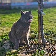 Pouba a rejoint le concours — aidez-le/la à gagner de superbes lots ! cat, gray_cat, outdoor, grass, tree, sunlight, tongue_out, pet, animal, nature, garden, plant, daylight, feline, cute, mammal, fur, sitting, small_tree, playful