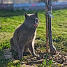 cat, gray_cat, outdoor, grass, tree, sunlight, tongue_out, pet, animal, nature, garden, plant, daylight, feline, cute, mammal, fur, sitting, small_tree, playful