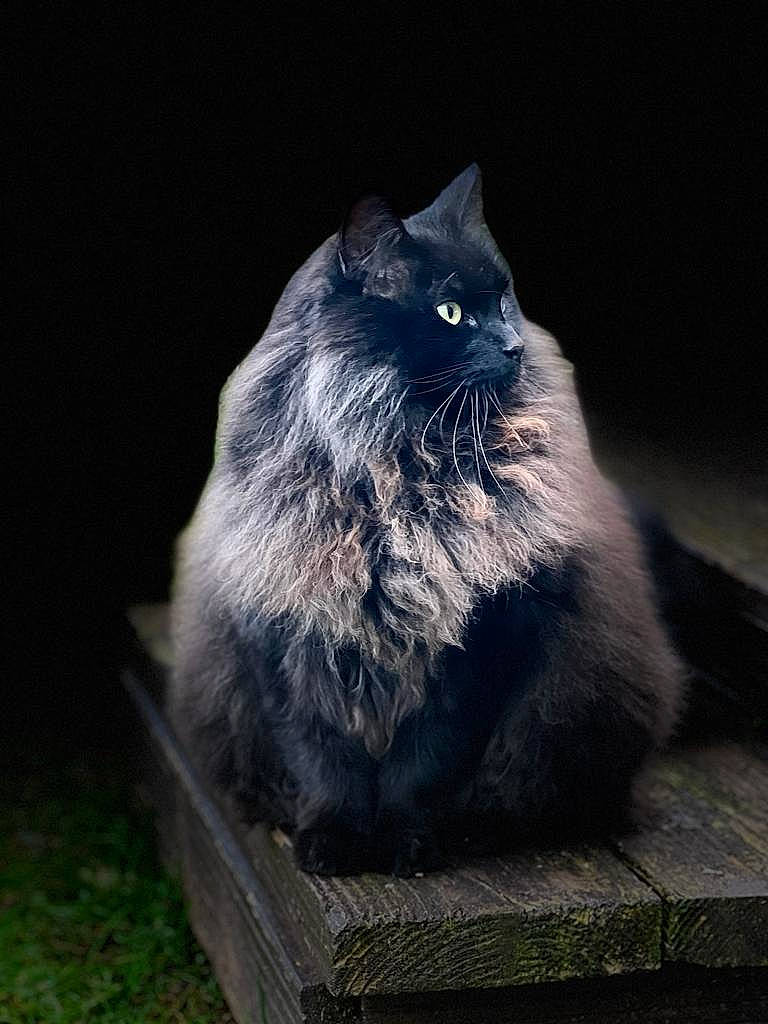 Yogi joined the competition — help win amazing prizes! british_longhair, carnivore, cat, domestic_short_haired_cat, electric_blue, felidae, fur, grass, grey, sitting, small_to_medium_sized_cats, snout, tail, whiskers, wood