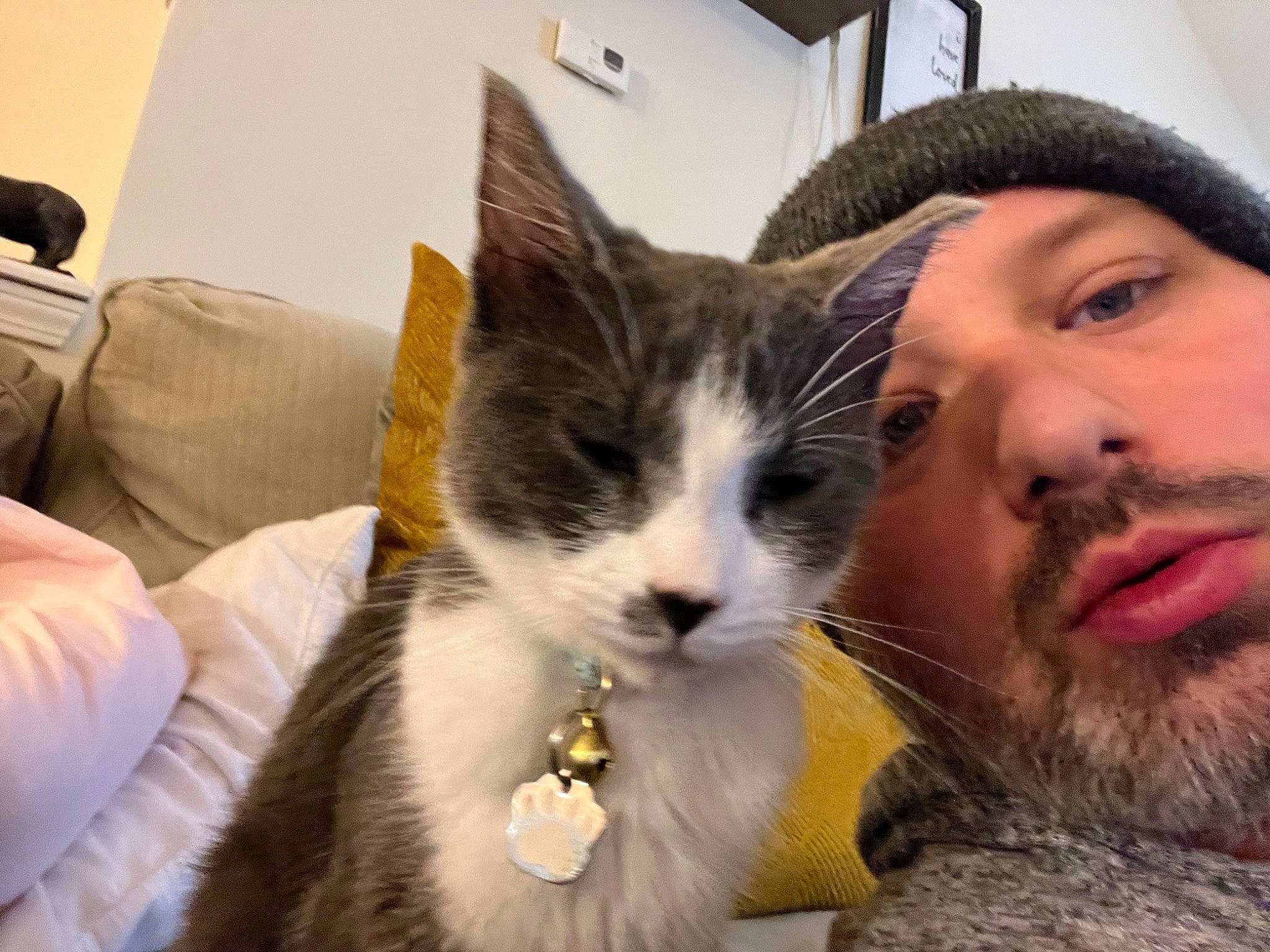 Lilo is registered to the contest to win money with this photo: beard, carnivore, cat, comfort, domestic_short_haired_cat, ear, eye, felidae, fur, grass, happy, lap, moustache, nose, paw, plant, selfie, small_to_medium_sized_cats, snout, whiskers