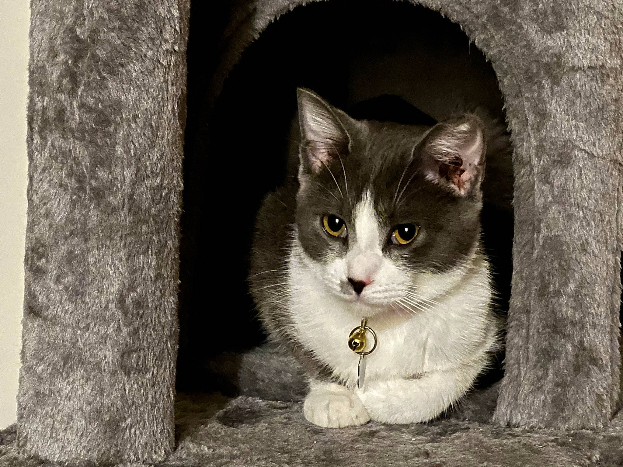 Lilo is registered to the contest to win money with this photo: carnivore, cat, concrete, domestic_short_haired_cat, door, felidae, fur, grey, monochrome, monochrome_photography, paw, rectangle, small_to_medium_sized_cats, snout, tail, tree, whiskers, window, wood