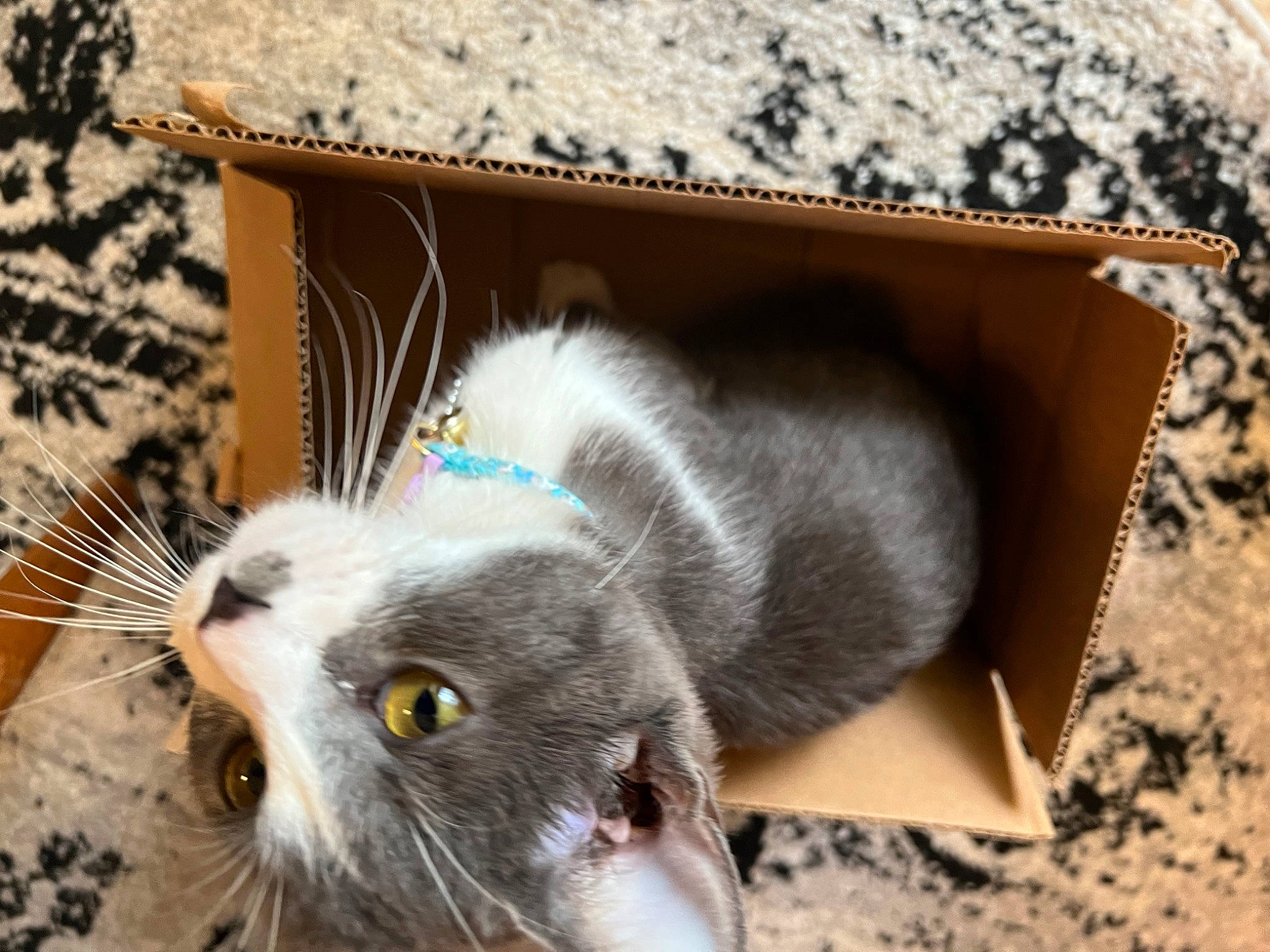 Lilo joined the competition — help win amazing prizes! box, carnivore, cat, cat_toy, claw, domestic_short_haired_cat, felidae, fur, paw, small_to_medium_sized_cats, snout, tail, whiskers