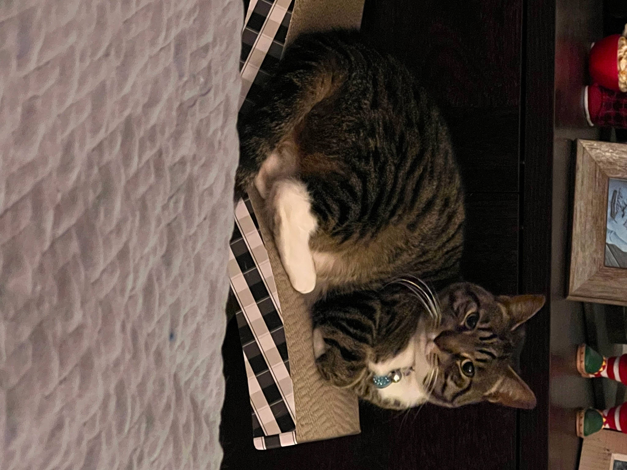 Aurora joined the competition — help win amazing prizes! carnivore, cat, comfort, darkness, domestic_short_haired_cat, door, felidae, fur, grey, hardwood, picture_frame, room, small_to_medium_sized_cats, snout, tail, tree, whiskers, window, wood