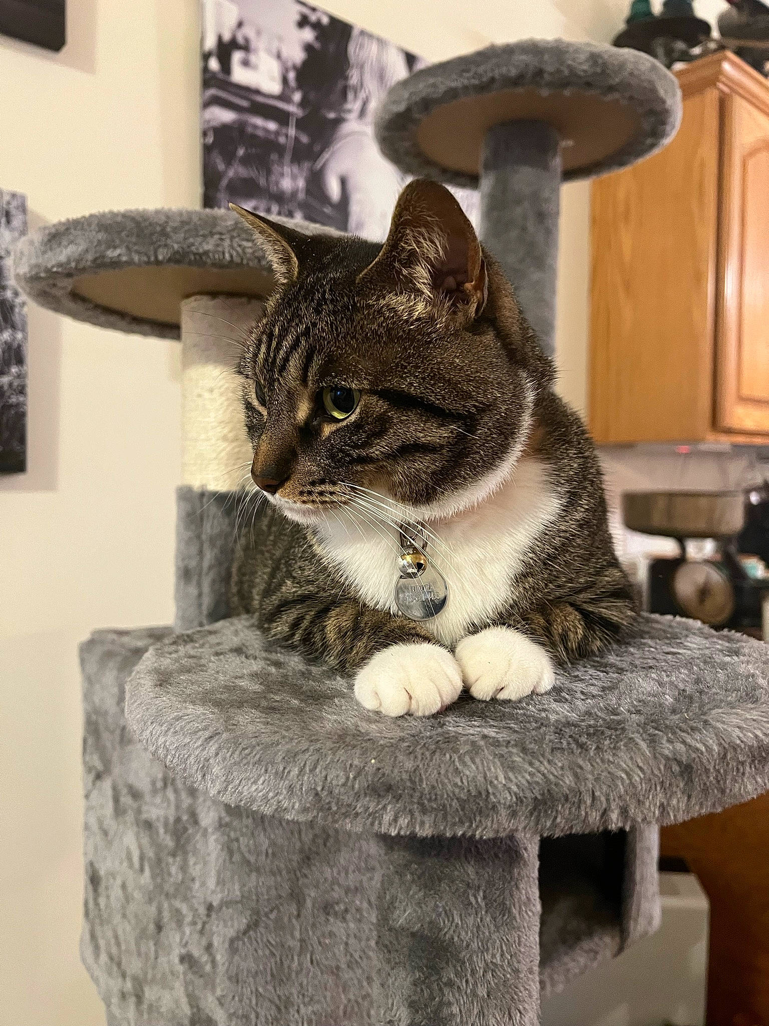 Aurora is registered to the contest to win money with this photo: art, carnivore, cat, cat_furniture, cat_supply, domestic_short_haired_cat, felidae, fur, grey, metal, picture_frame, serveware, sitting, small_to_medium_sized_cats, snout, table, tail, trunk, whiskers, wood