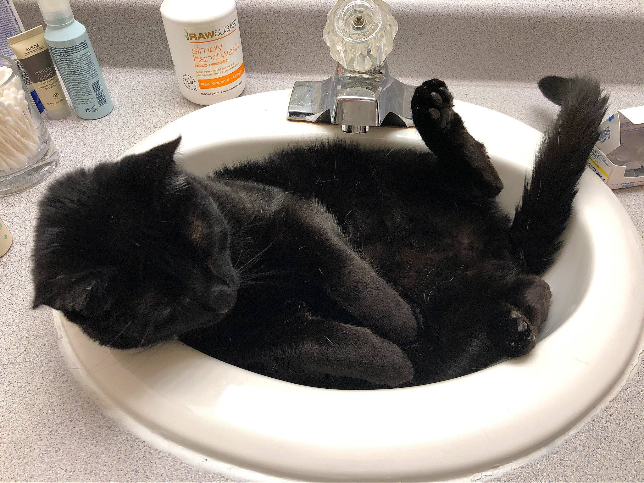 Remy is registered to the contest to win money with this photo: black_cat, bombay, carnivore, cat, comfort, companion_dog, domestic_short_haired_cat, felidae, fur, mammal, paw, plumbing, plumbing_fixture, room, small_to_medium_sized_cats, soft_drink, tail, terrestrial_animal, tin_can, whiskers