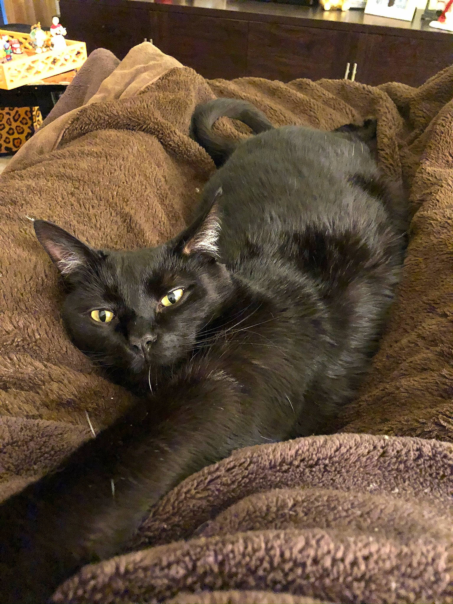 Remy joined the competition — help win amazing prizes! black_cat, bombay, brown, carnivore, cat, claw, comfort, domestic_short_haired_cat, felidae, flooring, fur, grey, hardwood, linens, paw, small_to_medium_sized_cats, tail, terrestrial_animal, whiskers, wood