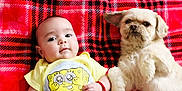 Liam joined the competition — help win amazing prizes! animal, baby, companion, cozy, cute, dog, friendship, fur, indoor, infant, lying_down, pet, plaid_blanket, portrait, red, smiling, soft, spongebob, yellow_shirt, young_child