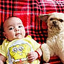 baby, infant, dog, pet, plaid_blanket, yellow_shirt, spongebob, cute, lying_down, cozy, indoor, companion, fur, smiling, young_child, animal, friendship, portrait, red, soft