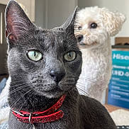 Lola is registered to the contest to win money with this photo: cat, dog, indoor, pet, collar, tag, gray_cat, small_dog, blurred_background, close_up, eyes, fur, cute, domestic_animal, animal, companion, indoor_lighting, portrait, household, pet_accessory