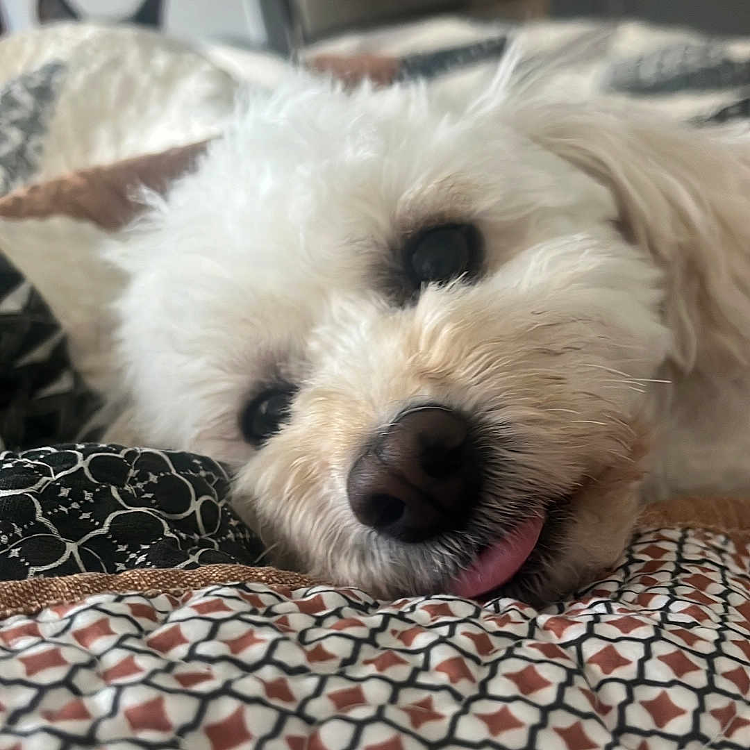 Lola is registered to the contest to win money with this photo: animal, bedspread, cat_ears_peeking, close_up, cozy, cute, dog, ears, eyes, fluffy, fur, household, indoor, nose, pattern, pet, relaxed, resting, tongue_out, white_dog