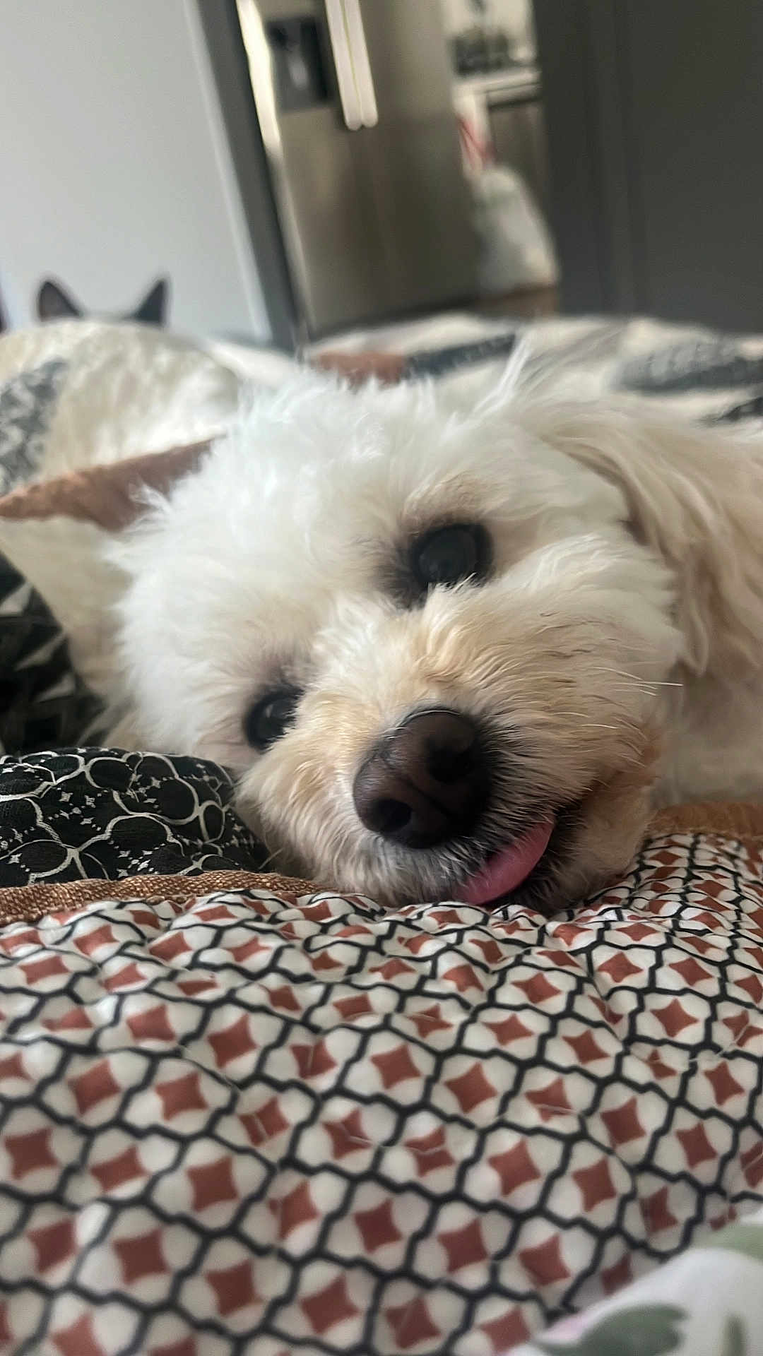 Lola is registered to the contest to win money with this photo: dog, white_dog, pet, bedspread, pattern, indoor, close_up, tongue_out, fluffy, cute, relaxed, animal, fur, nose, eyes, ears, cozy, resting, cat_ears_peeking, household