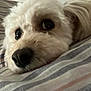 Lola joined the competition — help win amazing prizes! dog, white_dog, close_up, bed, bedding, striped, lying_down, pet, fur, nostrils, sleepy, resting, indoor, cozy, cute, animal, mammal, canine, face, eyes
