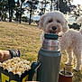 Lola is registered to the contest to win money with this photo: dog, white_dog, thermos, popcorn, grass, park, person, feet, slides, outdoor, daylight, trees, sky, relaxation, curious, pet, summer, nature, leisure, fun