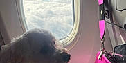 Lola is registered to the contest to win money with this photo: dog, airplane, window, clouds, person, hand, purse, pink_light, fur, travel, seat, interior, resting, lap, ring, light, shadow, fuzzy, calm, cozy
