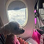 dog, airplane, window, clouds, person, hand, purse, pink_light, fur, travel, seat, interior, resting, lap, ring, light, shadow, fuzzy, calm, cozy