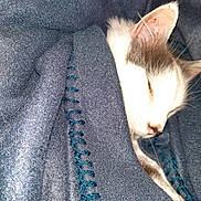 Mr Magoo is registered to the contest to win money with this photo: abyssinian, animal, blanket, cat, clothing, embroidery, homedecor, jeans, kitten, knitwear, linen, manx, pants, pattern, person, pet, quilt, siamese, sleeping, sweater