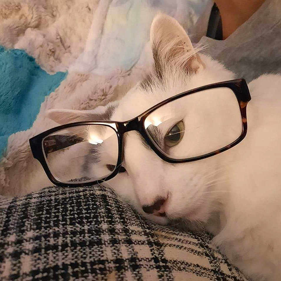 Mr Magoo is registered to the contest to win money with this photo: accessories, angora, animal, blanket, cat, glasses, kitten, pet, sunglasses