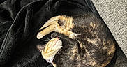 Maggie joined the competition — help win amazing prizes! cat, tortoiseshell_cat, sleeping, curled_up, pet, feline, animal, black_blanket, gray_couch, indoor, cozy, relaxed, resting, fur, whiskers, collar, orange_and_black, closeup, soft_furnishings, nap