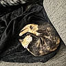 cat, tortoiseshell_cat, sleeping, curled_up, pet, feline, animal, black_blanket, gray_couch, indoor, cozy, relaxed, resting, fur, whiskers, collar, orange_and_black, closeup, soft_furnishings, nap