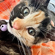 Maggie joined the competition — help win amazing prizes! cat, calico_cat, close_up, portrait, green_eyes, pink_nose, whiskers, fur, black_fur, orange_fur, white_fur, animal, pet, curious, staring, indoor, blanket, cozy, toy, photography