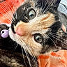 cat, calico_cat, close_up, portrait, green_eyes, pink_nose, whiskers, fur, black_fur, orange_fur, white_fur, animal, pet, curious, staring, indoor, blanket, cozy, toy, photography