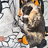 Maggie joined the competition — help win amazing prizes! cat, kitten, calico, sleeping, curled_up, pet, animal, furry, whiskers, pink_nose, closed_eyes, blanket, cozy, indoors, bed, resting, black_white_orange, cute, portrait, nap