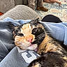 Maggie joined the competition — help win amazing prizes! cat, calico_cat, pet, sleepy, relaxed, close_up, whiskers, pink_nose, fur, blanket, lap, couch, living_room, rug, boots, human, indoor, cozy, portrait, calm