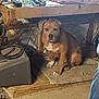 Bessie is registered to the contest to win money with this photo: animal, arm, brown_dog, cables, clutter, concrete_floor, dog, floor_mat, furniture, hand_sanitizer, indoor, office_supplies, person, pet, resting, sitting, tattooed_arm, white_markings, wooden_desk, workspace