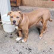 Bessie is registered to the contest to win money with this photo: alabama, alert, animal, brown, bucket, collar, dog, floor, gravel, license_plates, looking, outdoor, pet, rustic, short_hair, standing, tan_dog, vintage, white_paws, wooden_wall