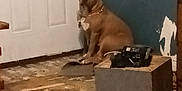 Bessie joined the competition — help win amazing prizes! blue_wall, brown_dog, calm, carpet, collar, corner, dog, door, floor, furniture, house, indoor, low_quality, object_on_table, pet, quiet, room, sitting, table, wall_damage
