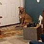 blue_wall, brown_dog, calm, carpet, collar, corner, dog, door, floor, furniture, house, indoor, low_quality, object_on_table, pet, quiet, room, sitting, table, wall_damage