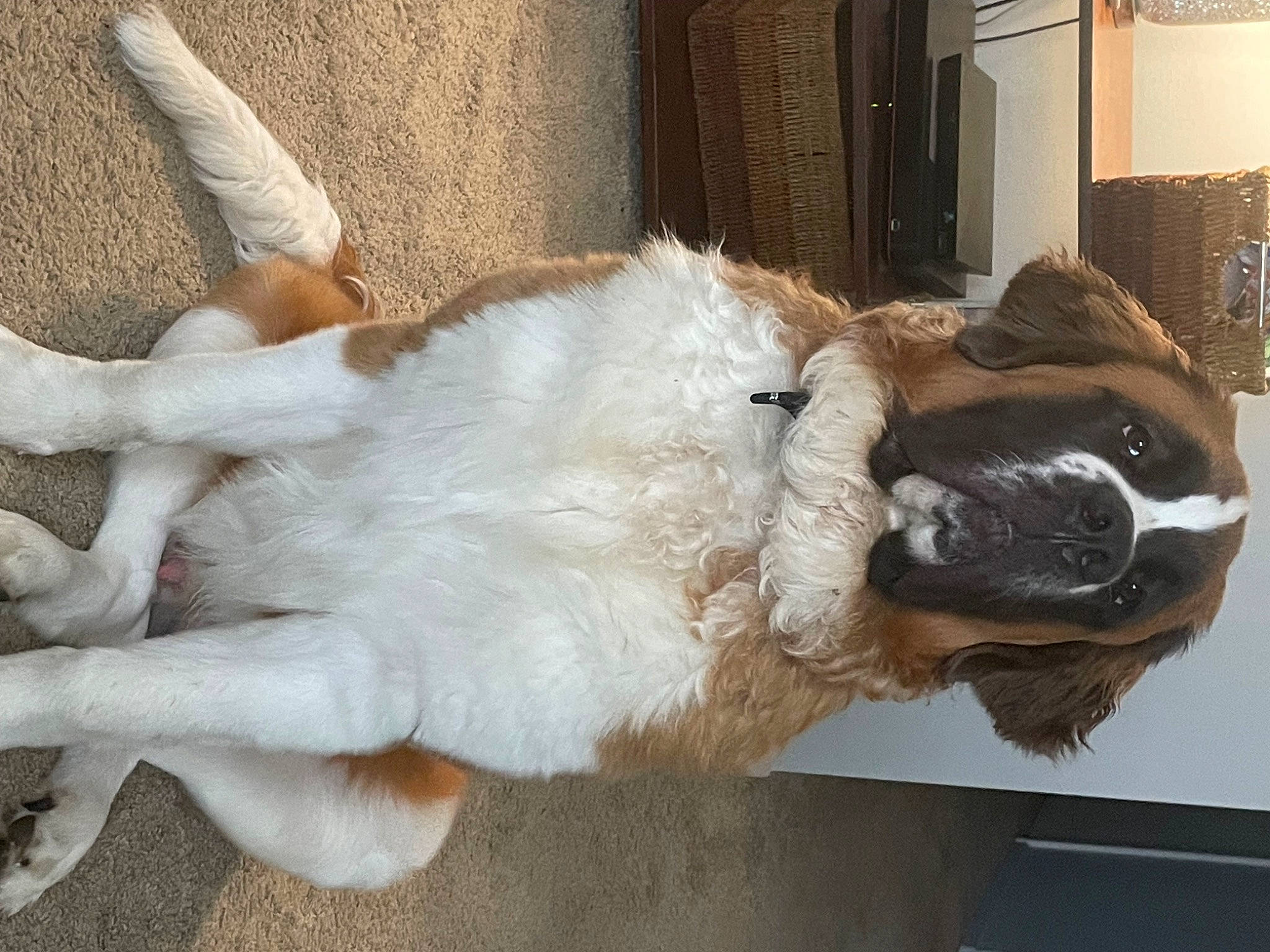 Boomer is registered to the contest to win money with this photo: animal_product, art, canidae, claw, companion_dog, dog_breed, door, fawn, felidae, fur, fur_clothing, natural_material, paw, small_to_medium_sized_cats, snout, sporting_group, tail, terrestrial_animal, whiskers, working_animal