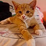 kitten, cat, orange_cat, white_paws, bed, indoor, pet, animal, cute, feline, relaxed, fur, whiskers, ears, young_cat, resting, closeup, domestic_cat, soft_light, curious