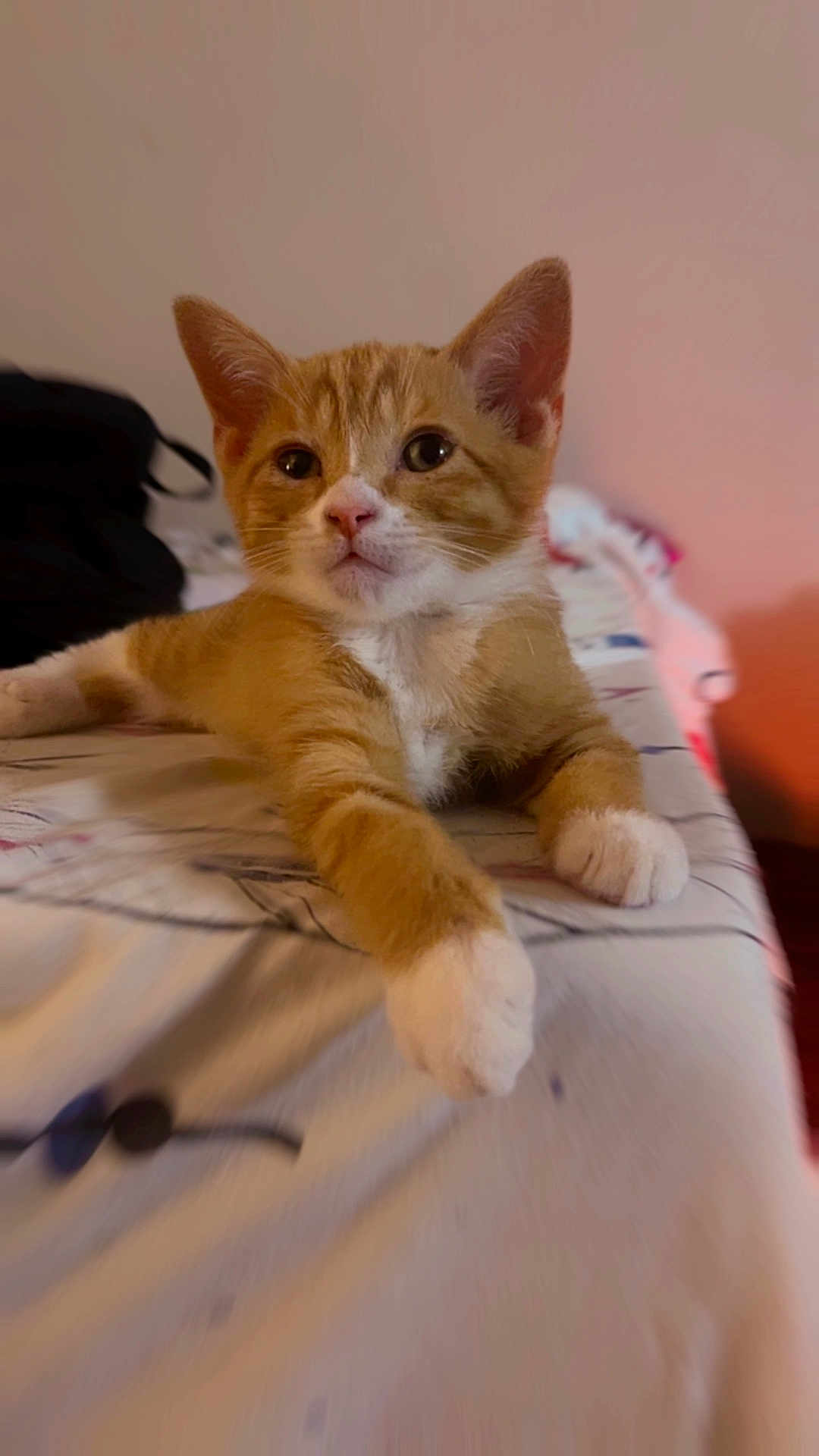 Coco joined the competition — help win amazing prizes! kitten, cat, orange_cat, white_paws, bed, bedspread, indoor, pet, animal, feline, cute, young_cat, lying_down, looking_at_camera, whiskers, ears, fur, closeup, domestic_cat, resting