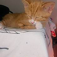 Coco is registered to the contest to win money with this photo: kitten, orange_cat, sleeping, paw, close_up, indoor, cute, pet, feline, resting, young_cat, whiskers, fur, domestic_cat, cozy, animal, adorable, face, relaxed, soft