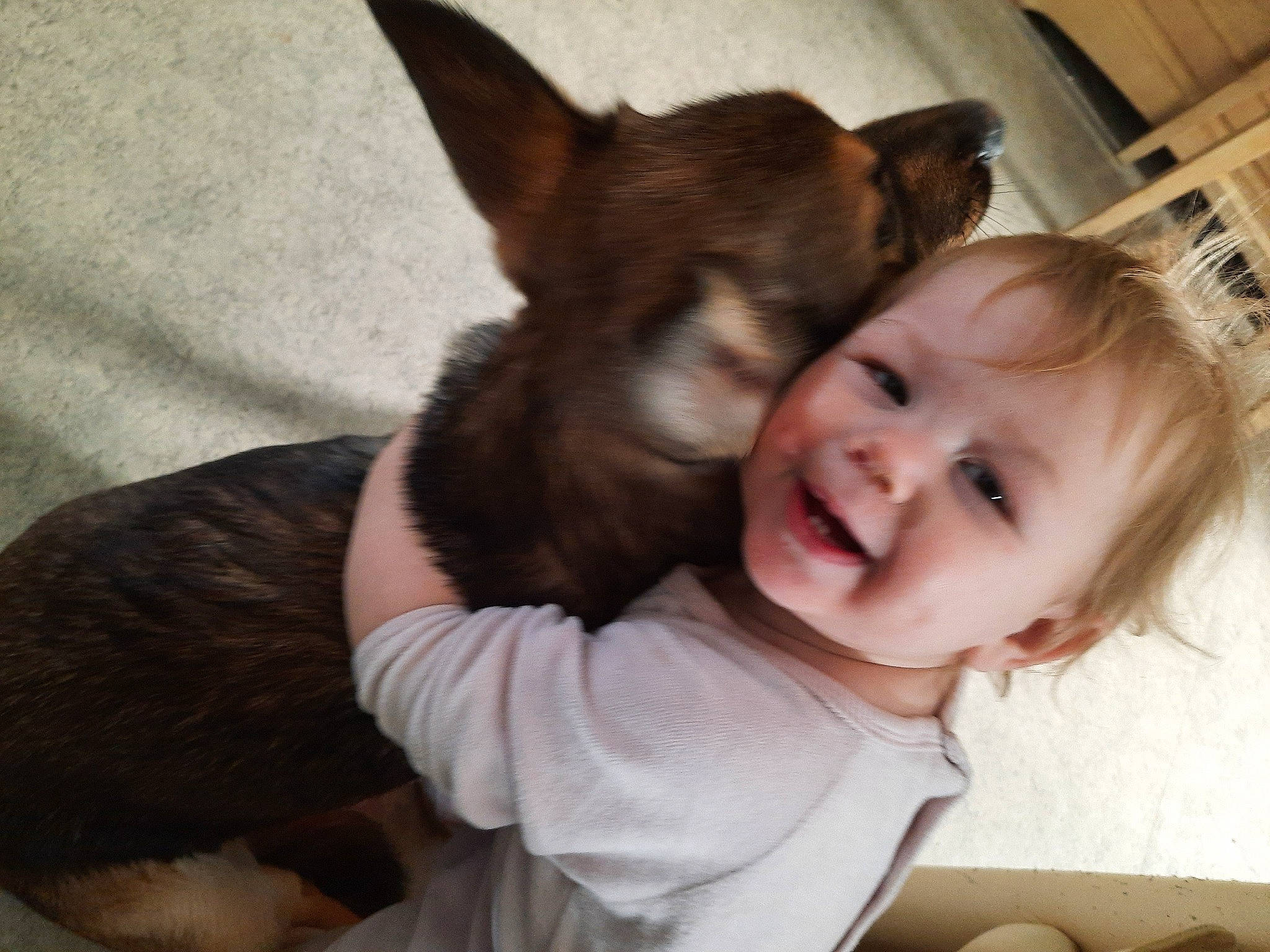 Elysia participe au concours pour gagner de l'argent avec cette photo : carnivore, child, comfort, companion_dog, dog, dog_breed, ear, fawn, felidae, fur, gesture, happy, nose, person, puppy_love, sitting, smile, toddler, toy_dog, whiskers