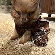 Coco Chanel is registered to the contest to win money with this photo: puppy, dog, pomeranian, small_dog, pet, fluffy, fur, big_eyes, carpet, plaid, slipper, bow, ribbon, indoor, living_room, cute, close_up, sitting, paw, nose
