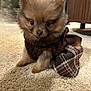 puppy, dog, pomeranian, small_dog, pet, fluffy, fur, big_eyes, carpet, plaid, slipper, bow, ribbon, indoor, living_room, cute, close_up, sitting, paw, nose